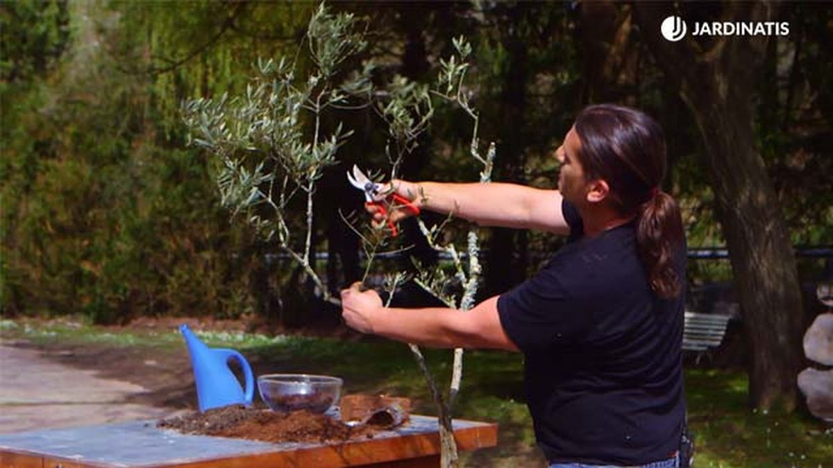 brico 0910 3 sanear olivo brotes nuevos