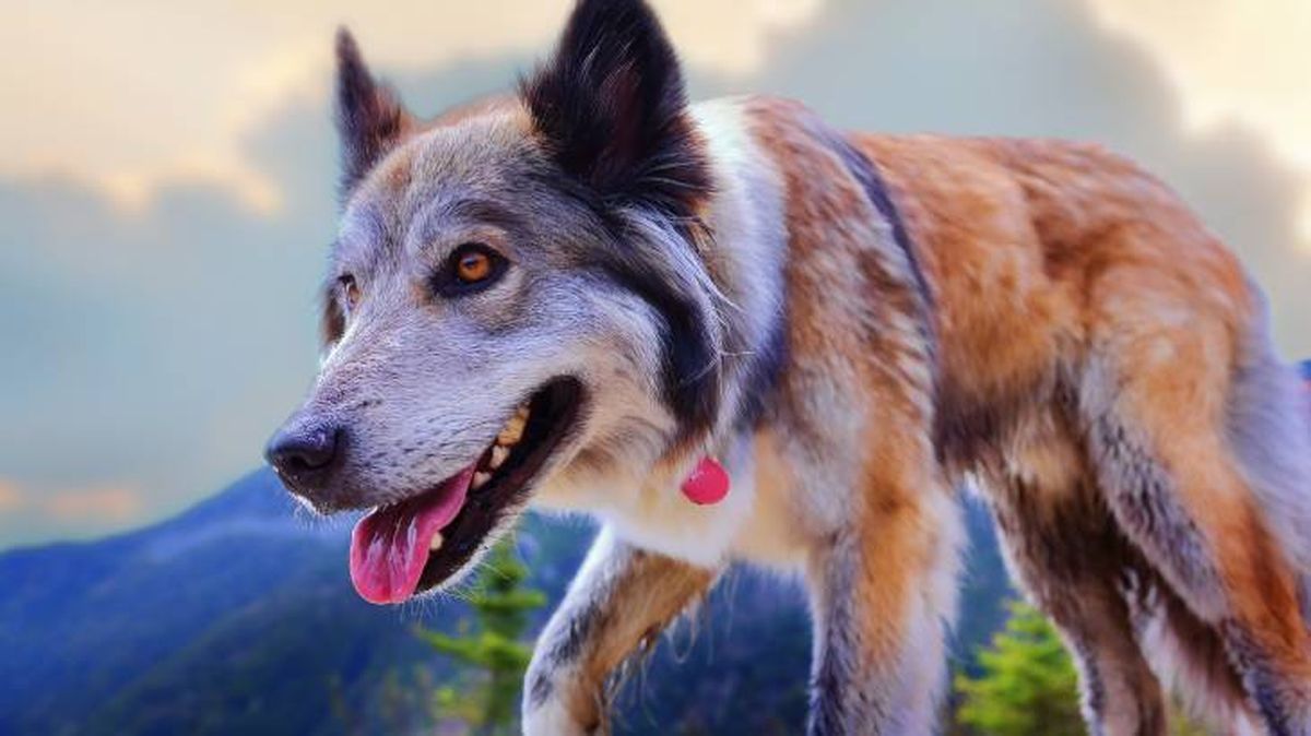 El Perro Lobo Checoslovaco es principalmente de color gris mezclado con blanco
