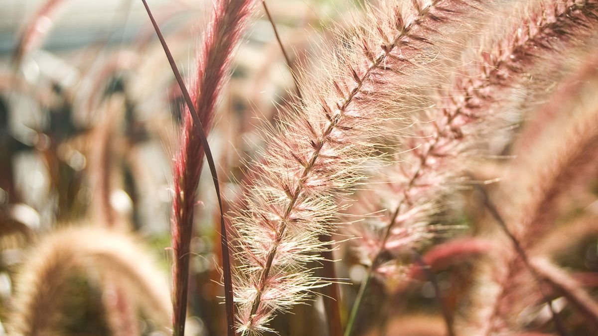 Pennisetum orientale