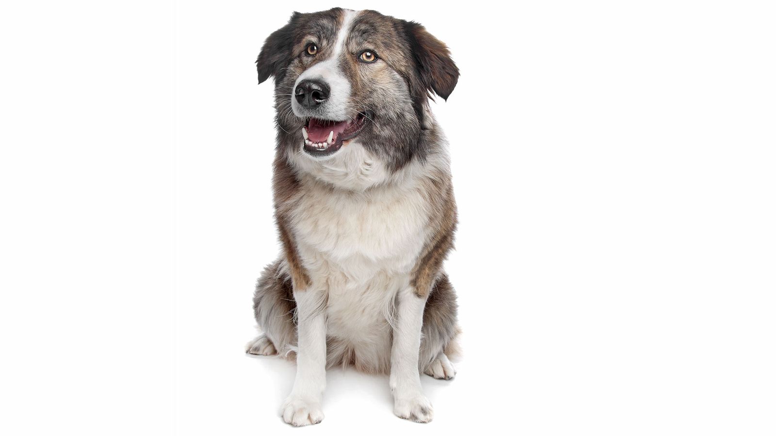 9 razas perro Africa Aidi 9 razas perro Africa Aidi