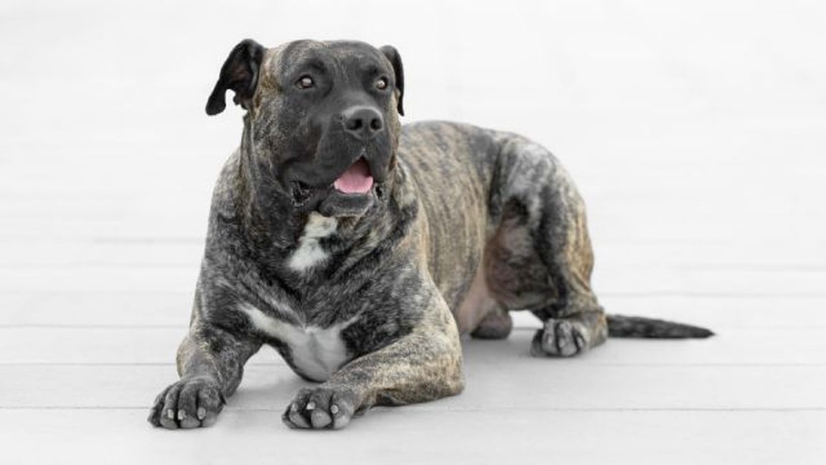 perro presa canario 2