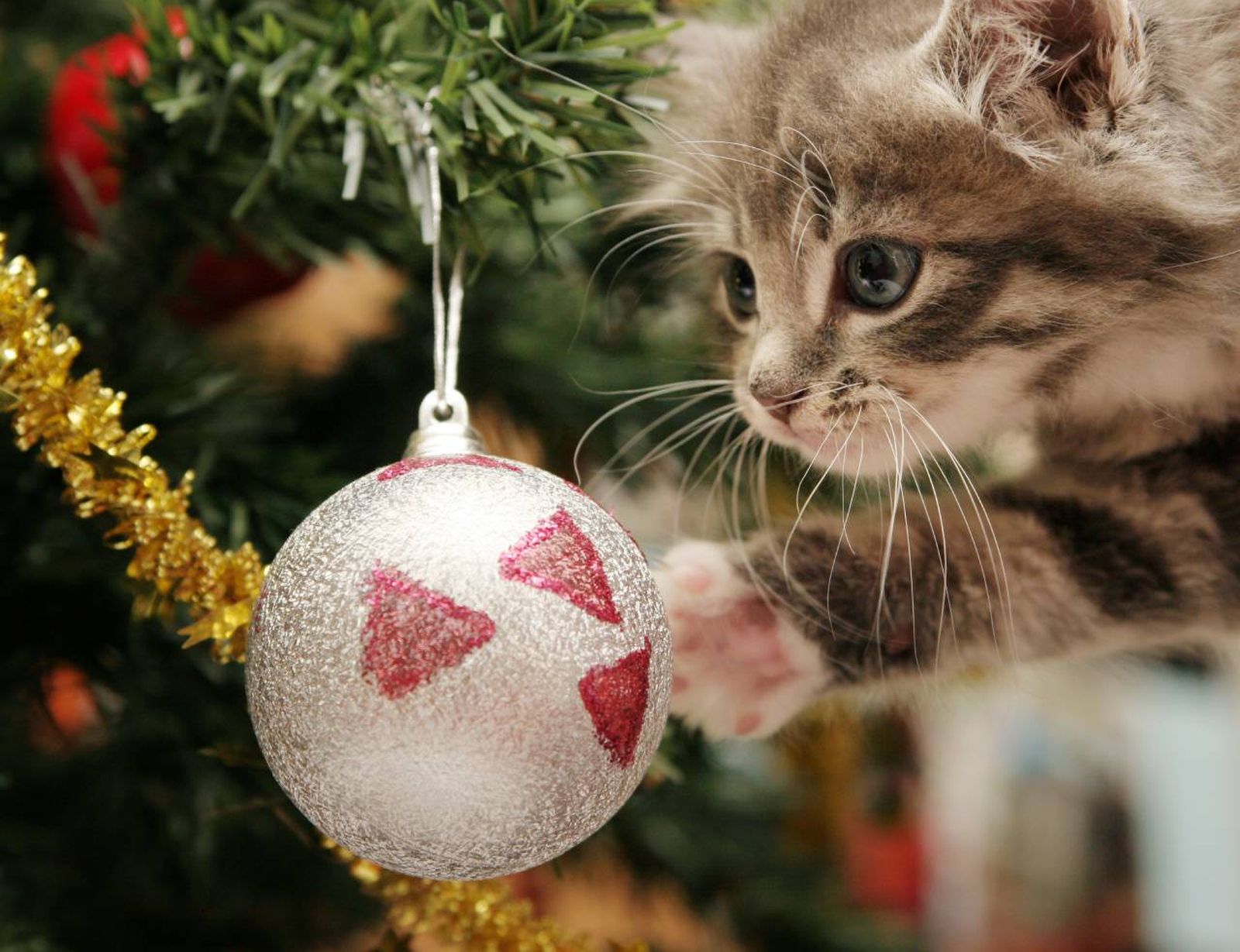 Disfruta de la Navidad sin miedo a que tu felino destruya el árbol.