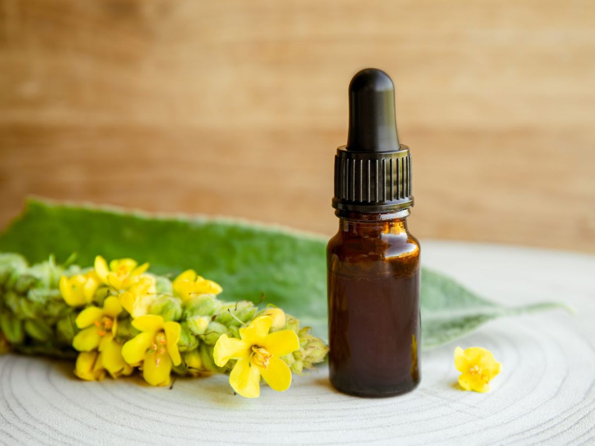 Tintura medicinal casera de Verbascum thapsus, el gordolobo común.