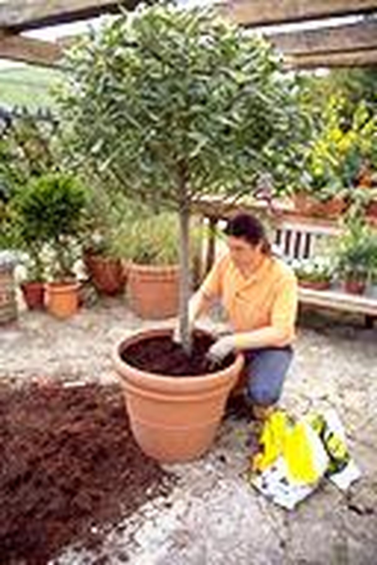 Crear un laurel en forma de bola   proceso