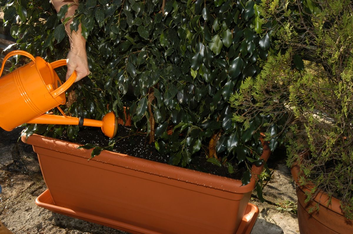 pantallas vegetales para jardineras 07