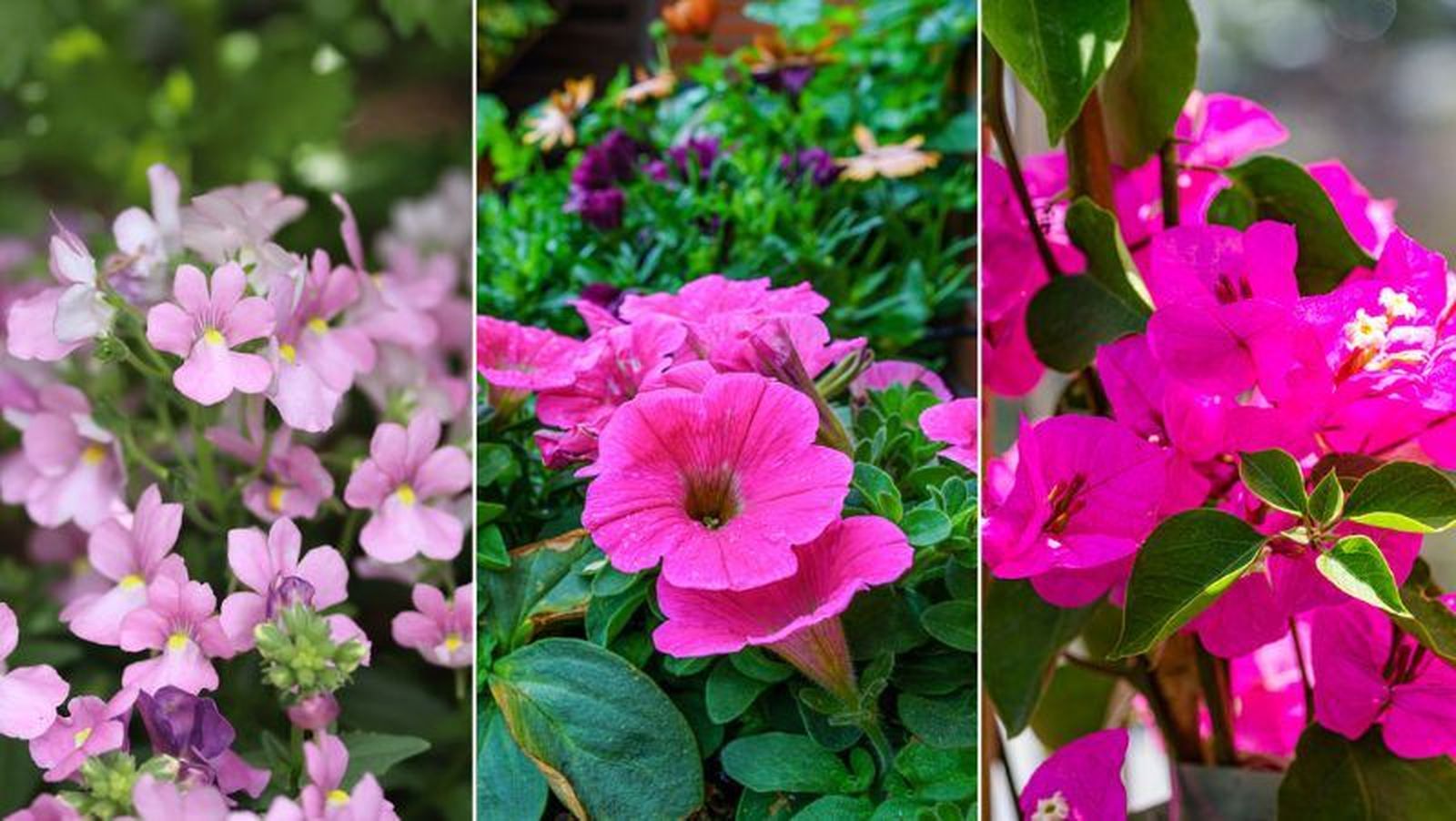 De izq. a drcha.: Nemesia, petunia y buganvilla De izq. a drcha.: Nemesia, petunia y buganvilla