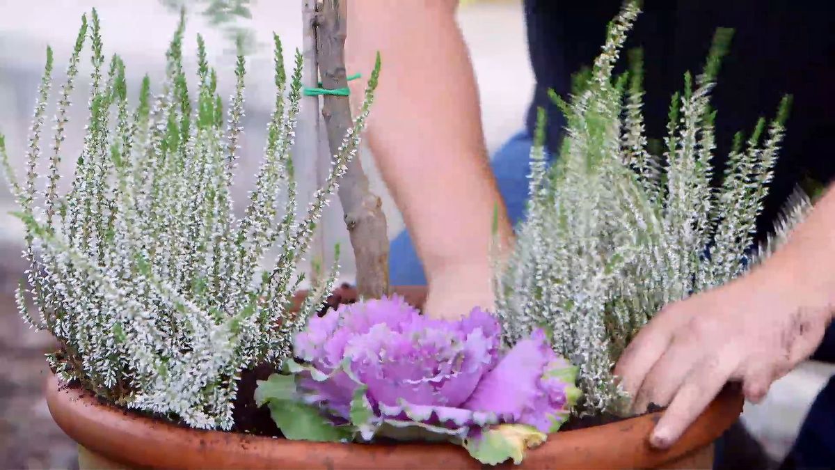 brico 0922 3 caviar citrico composicion