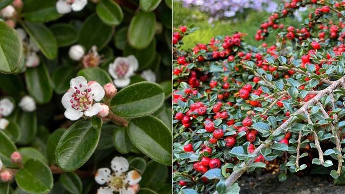 cotoneaster horizontalis caracteristicas cultivo jardinatis