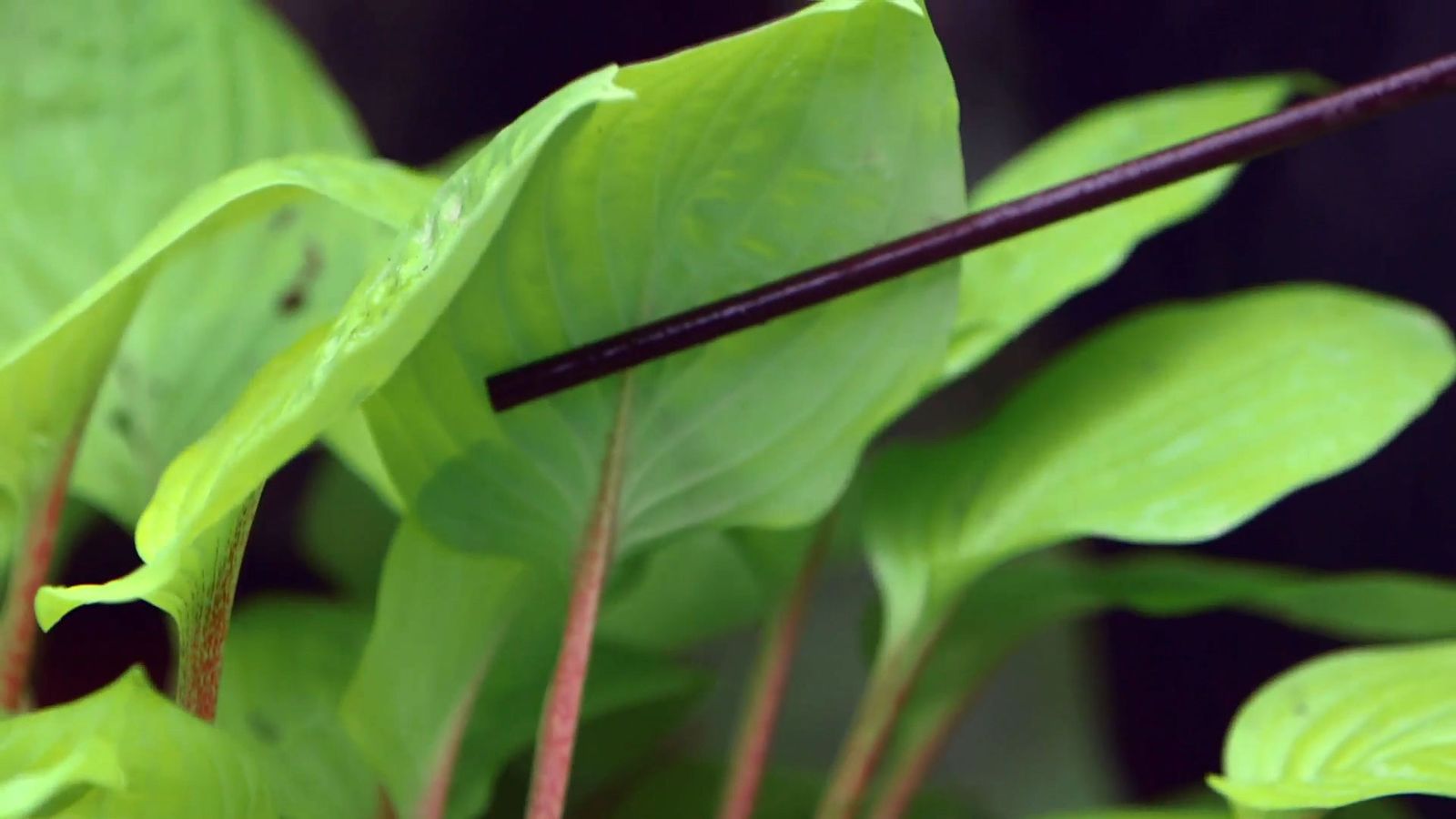 bBrico 953 3 cinta cobre plaga caracoles hostas peciolo rojizo bBrico 953 3 cinta cobre plaga caracoles hostas peciolo rojizo