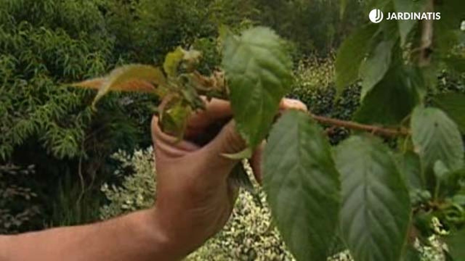 pulgon en Prunus Serrulata Kiku Shidare Zakura brico 470 pulgon en Prunus Serrulata Kiku Shidare Zakura brico 470