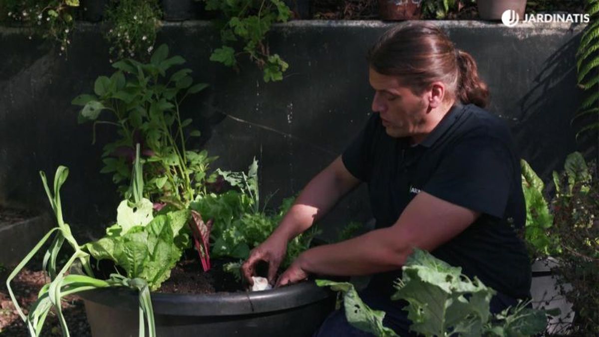 Plantación de ajo junto a acelgas de colores, escarola y pechay