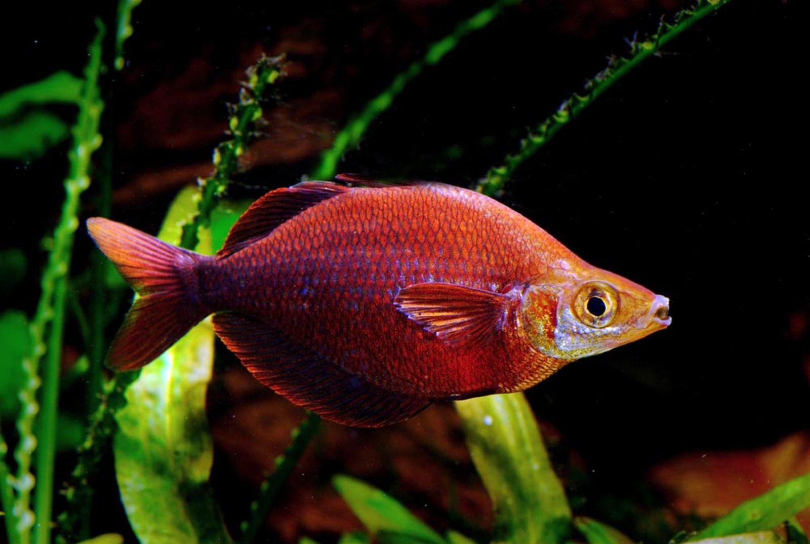 arco iris rojo xl