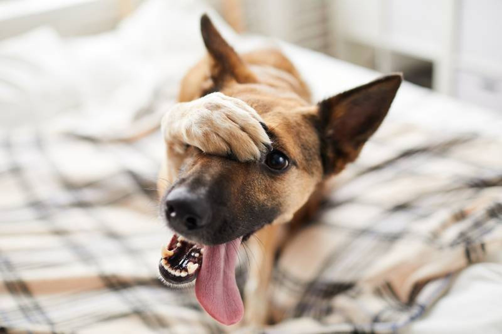 La 10 palabras mágicas que nos facilitarán el día a día con nuestro perro. La 10 palabras mágicas que nos facilitarán el día a día con nuestro perro.