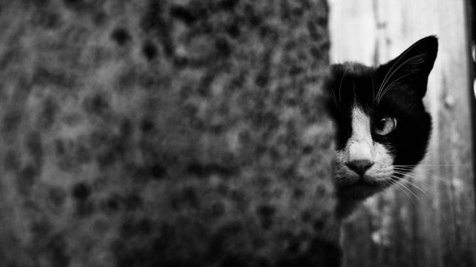 ansiedad en gatos 5 ansiedad en gatos 5