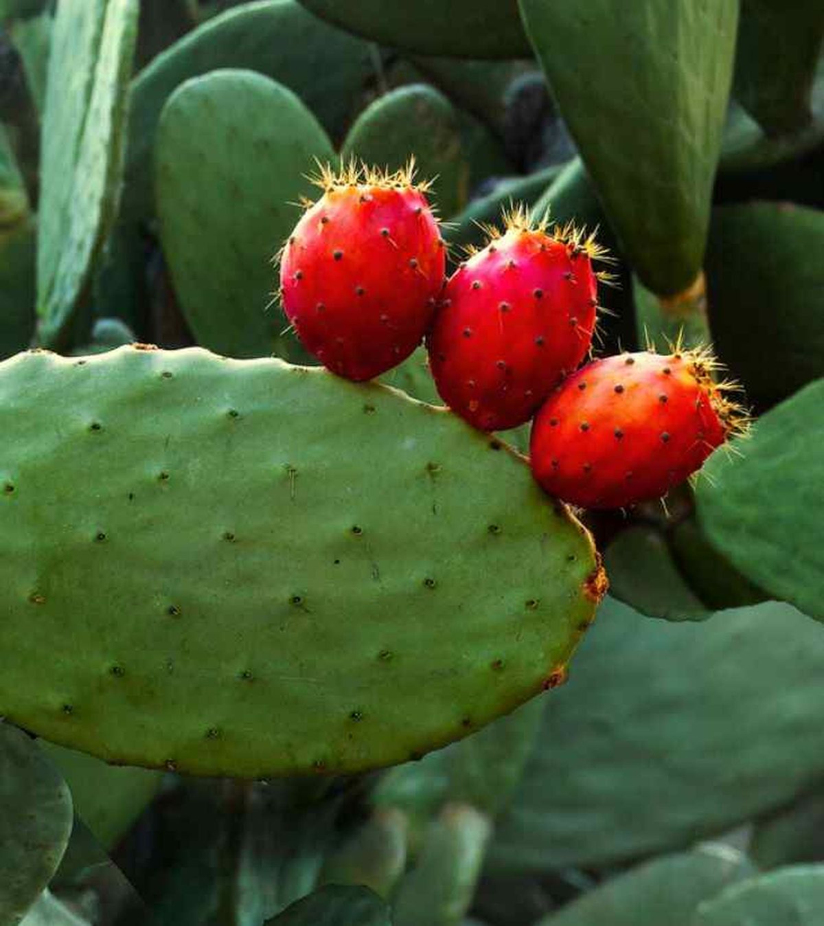 higos chumbos chumberas