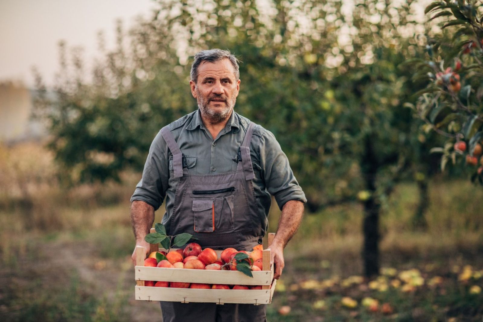 Cosecha de manzanas