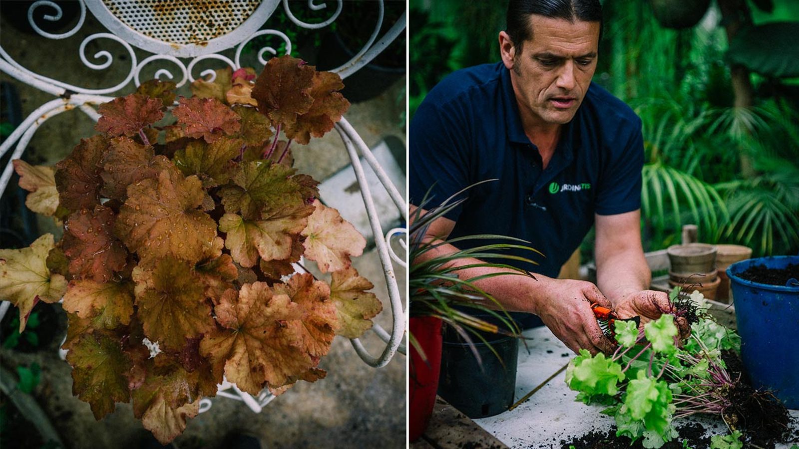 brico 1033 jardineria como multiplicar las heucheras xl