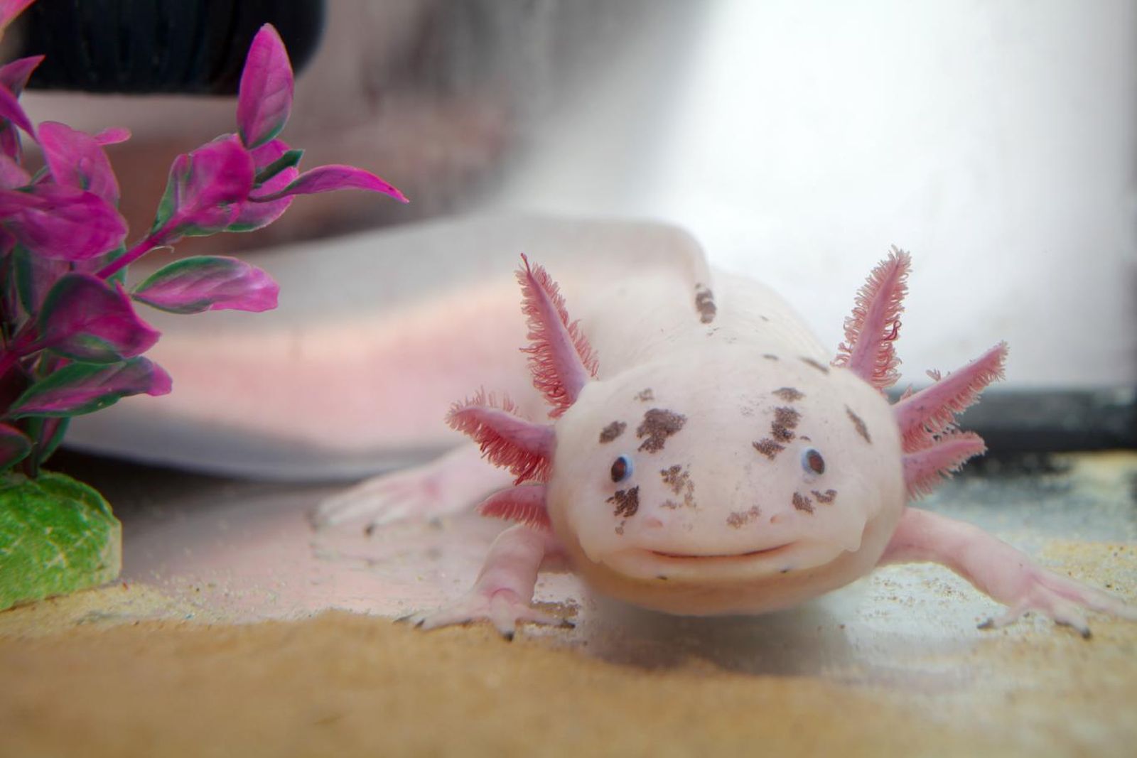 Ajolote (ambystoma mexicanum). Ajolote (ambystoma mexicanum).