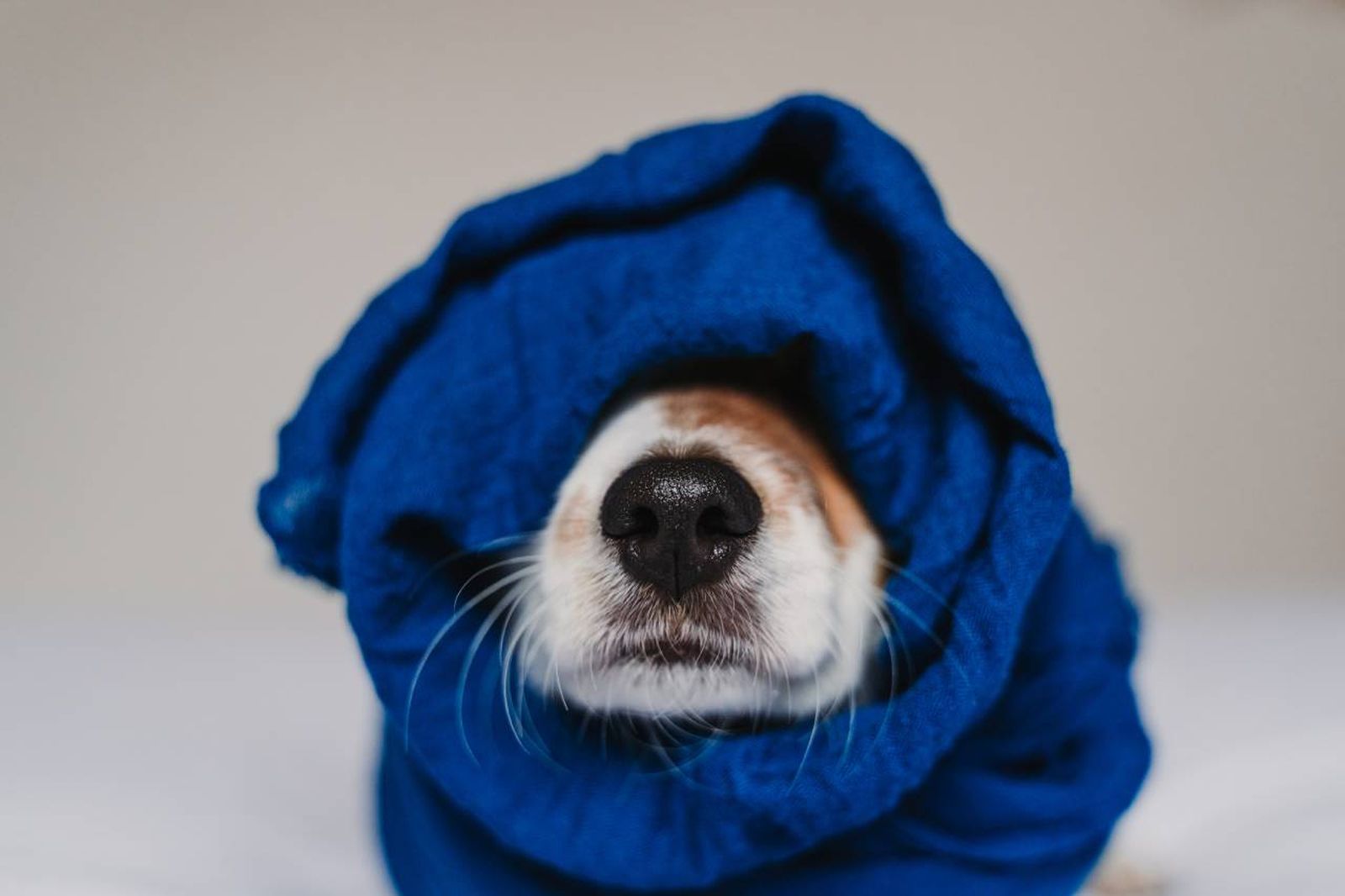 El Blue Monday o día más triste del año puede afectar también a las mascotas.