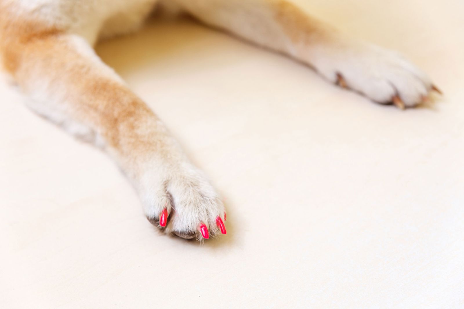 mascotas perros pintar unas manicura mascotas perros pintar unas manicura