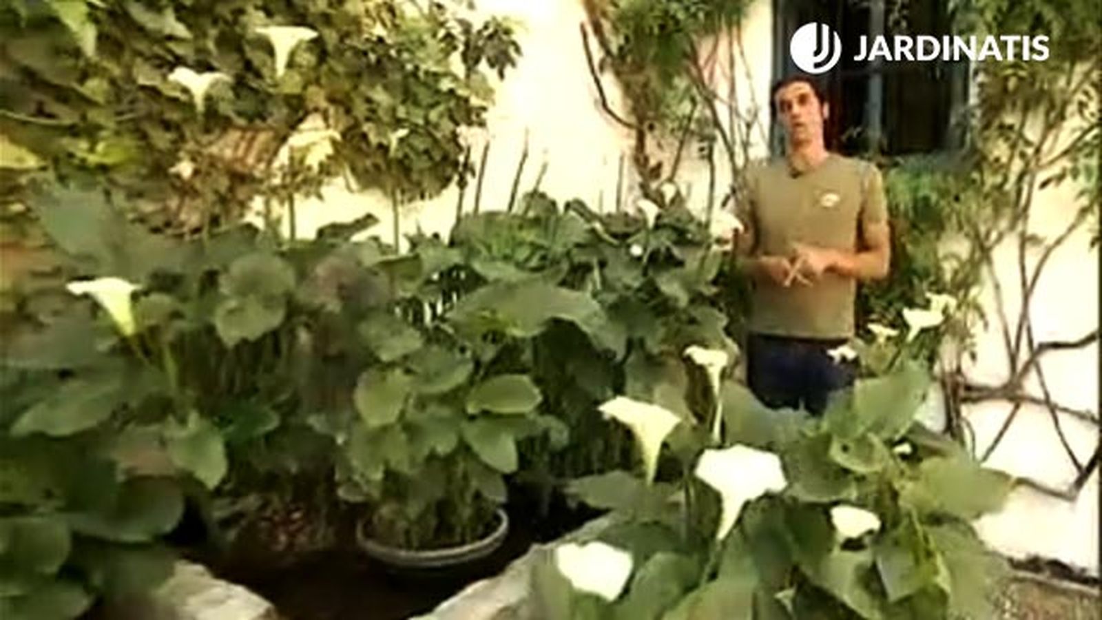 plantacion cala lirio de agua en alberca brico 370 plantacion cala lirio de agua en alberca brico 370