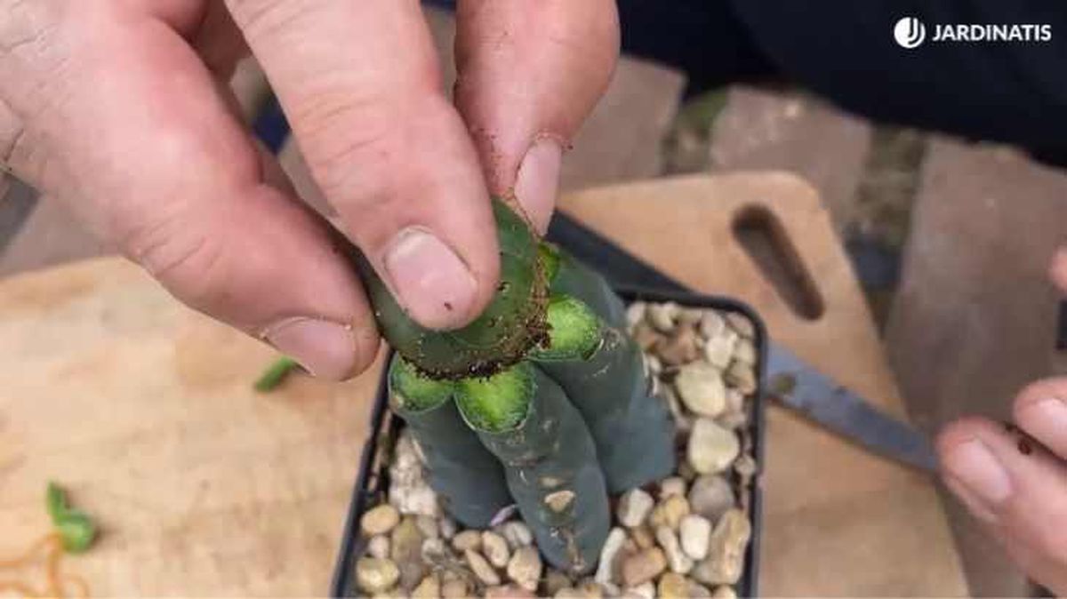 Cactus injertado de peyote y San Pedro