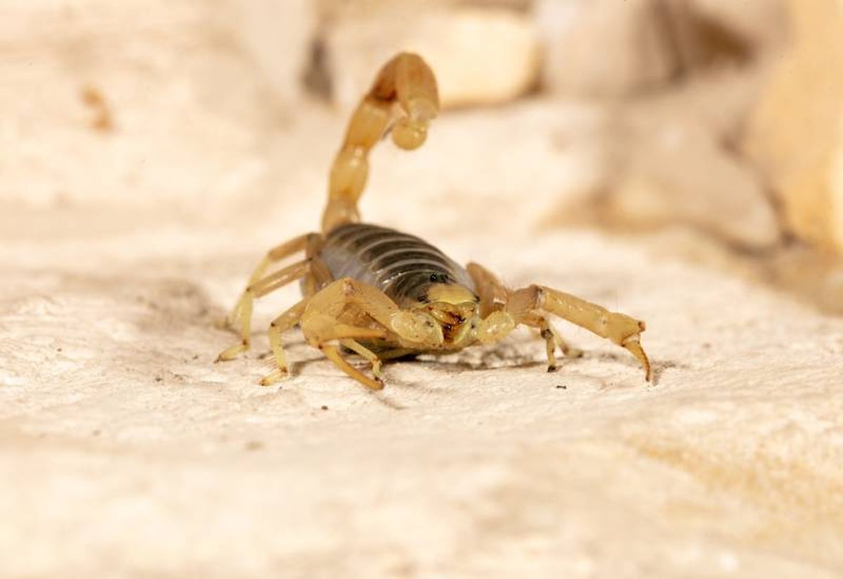 Muchos animales pueden reducir su metabolismo si existen condiciones de escasez de agua y alimento.