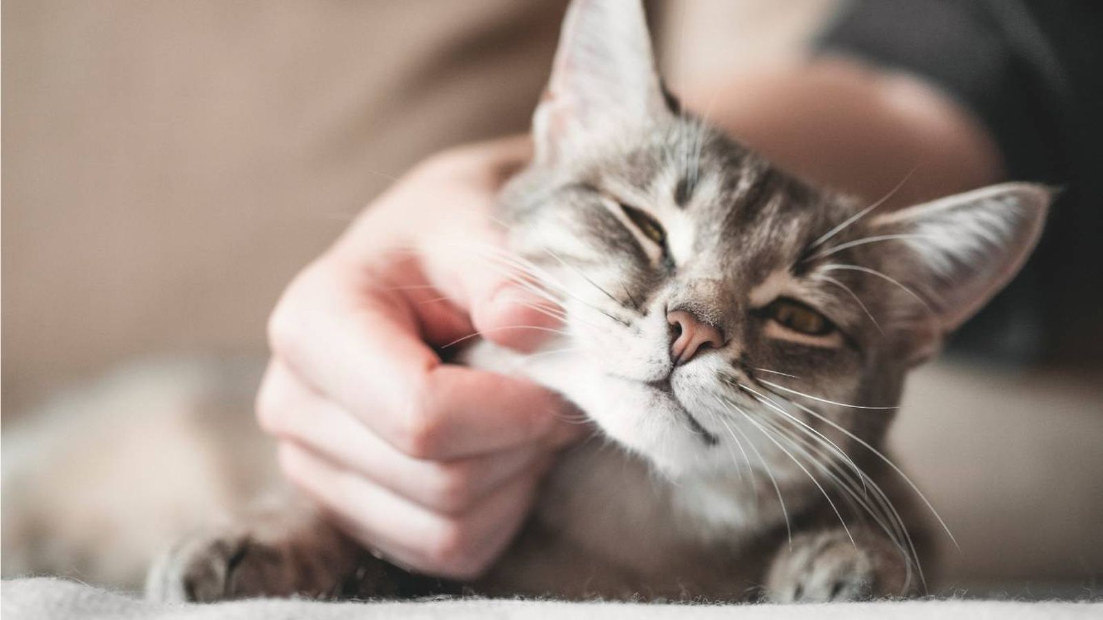 El precio de castrar un gato en España varía entre 70 y 250 euros.