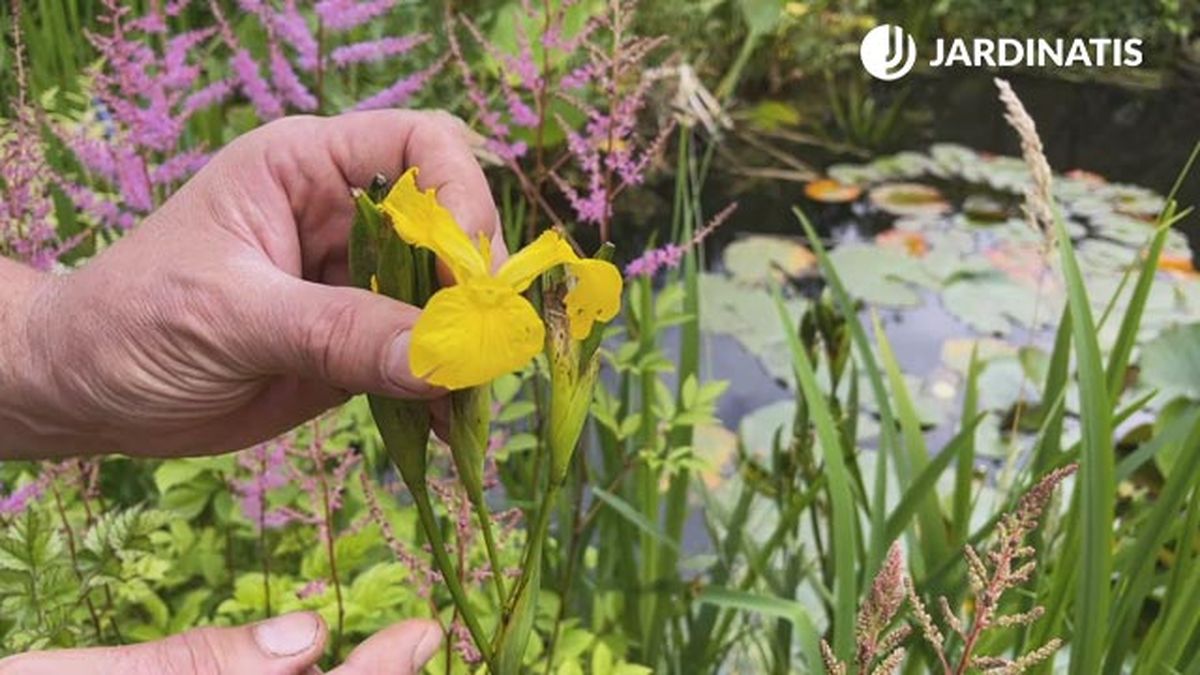 Iris pseudacorus con sus últimas flores