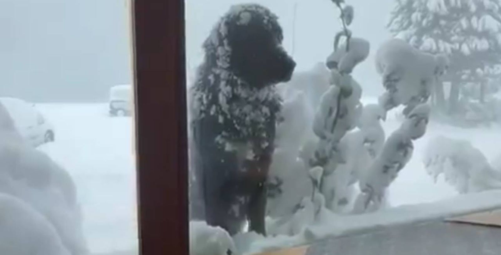 Rolo no necesita comida pero parece que le ha gustado la del restaurante
