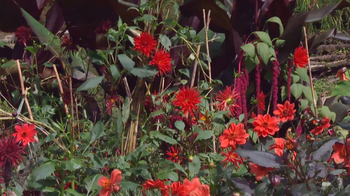 Decogarden 668 identificar dalias apache