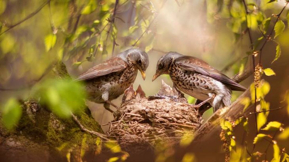 tipos nidos aves pajaros