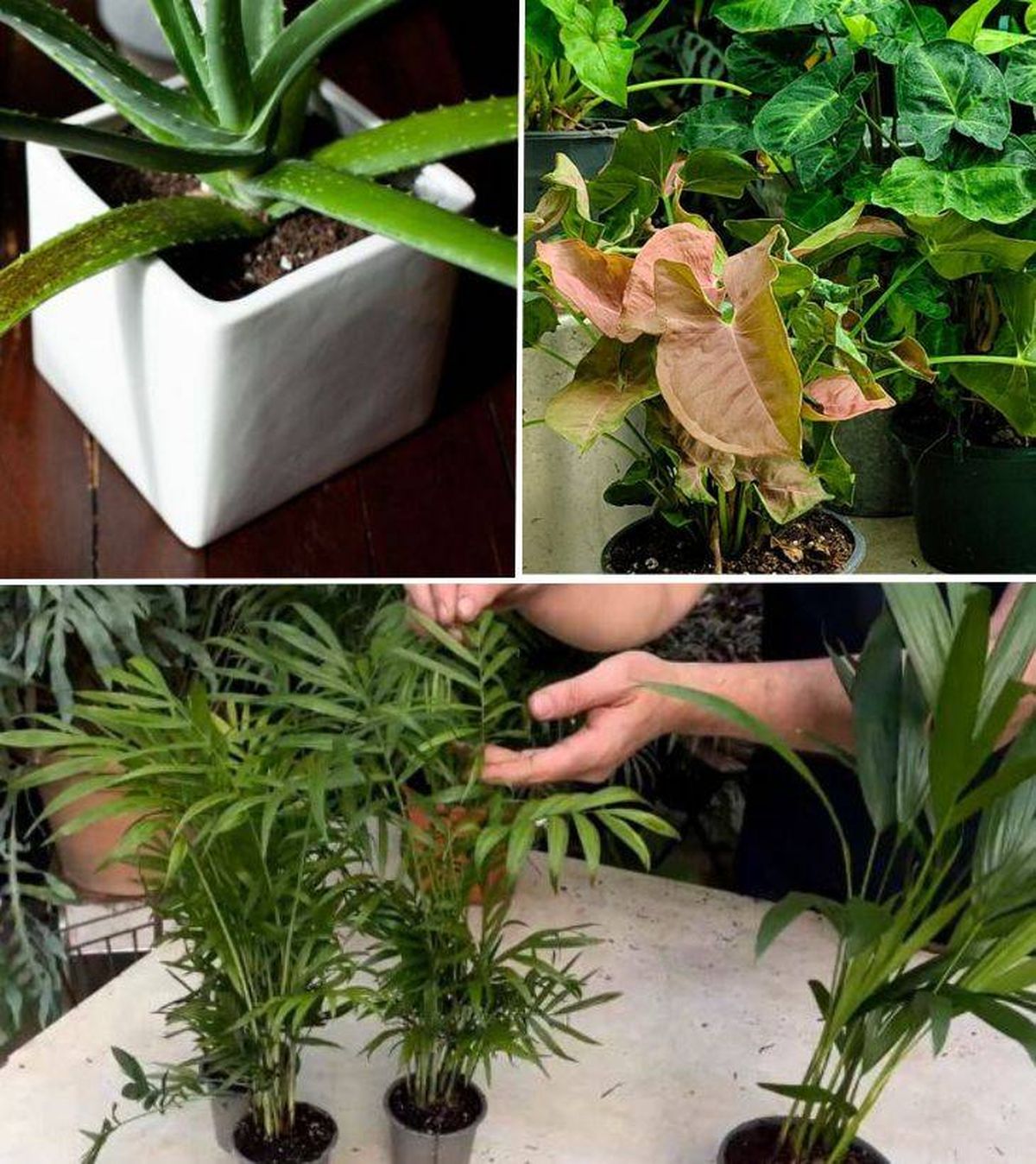 planta para principiantes aloe vera singonio camadorea