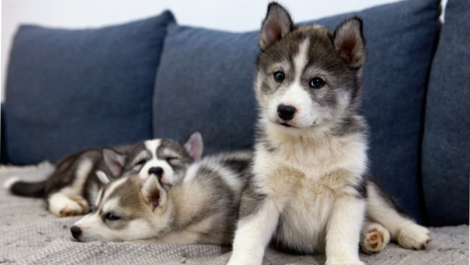 husky siberiano 14 husky siberiano 14