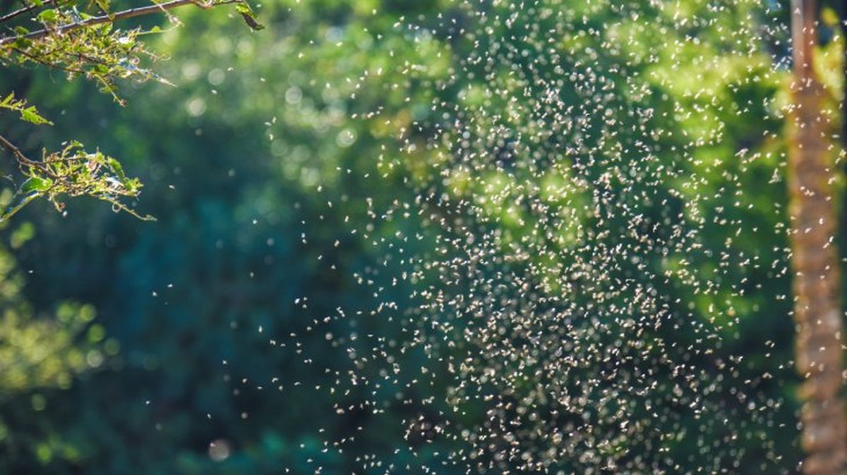 que pasaria si desaparecieran los mosquitos 8