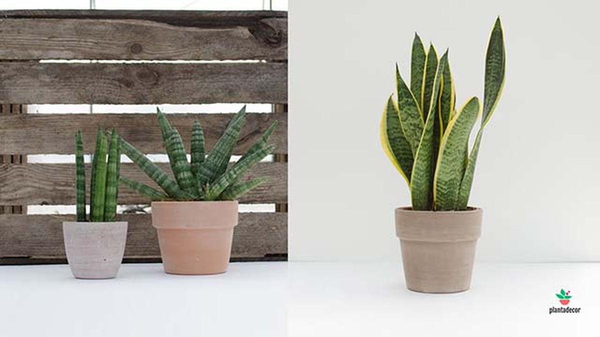 sansevieras maceta plantadecor