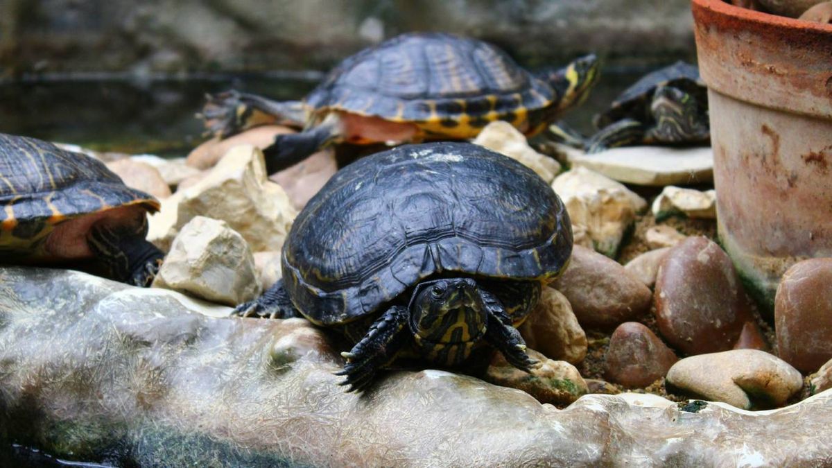 Consejos para evitar el estrés en tortugas domésticas