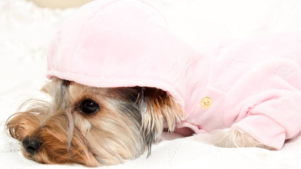 ¿Cuántas veces al año tienen la regla las perras?