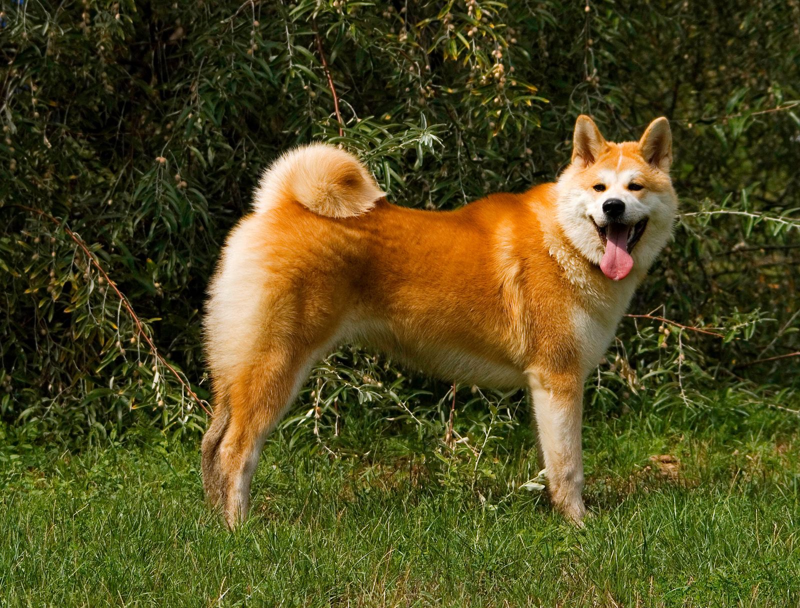 akita inu campo xl akita inu campo xl