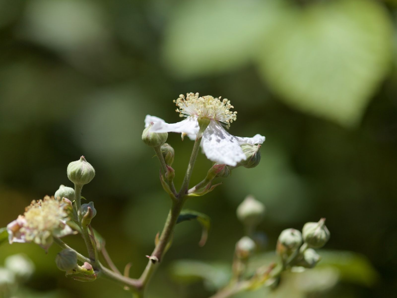 Flor de la zarzamora.