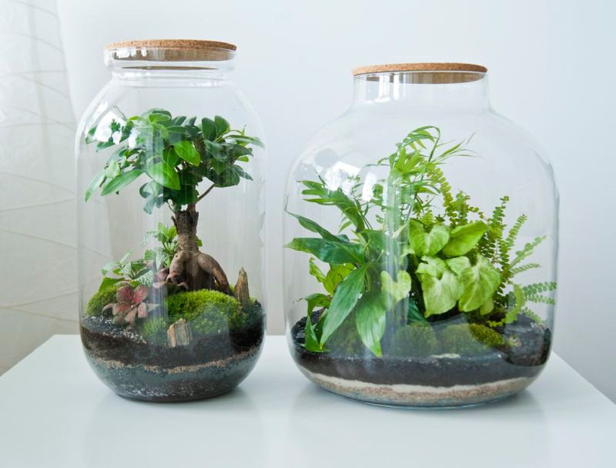 Terrarios de cristal cerrados