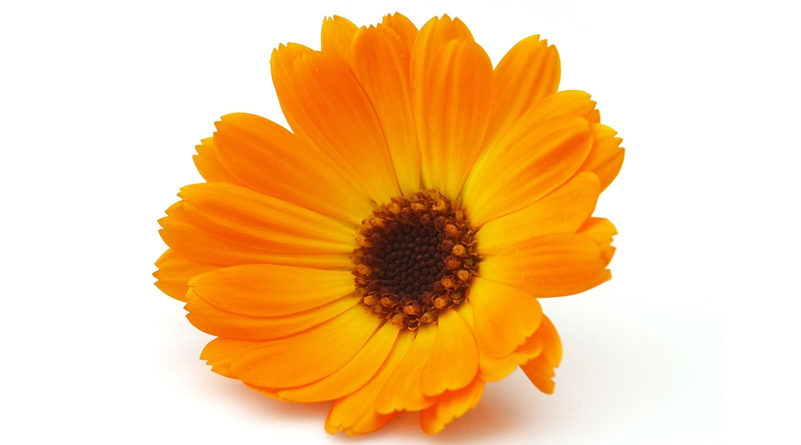 calendula calendula
