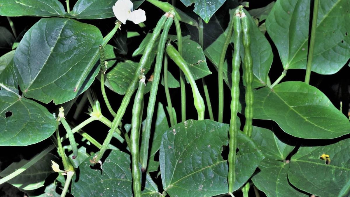 Plantas que mejoran la calidad del suelo: Frijol y judías