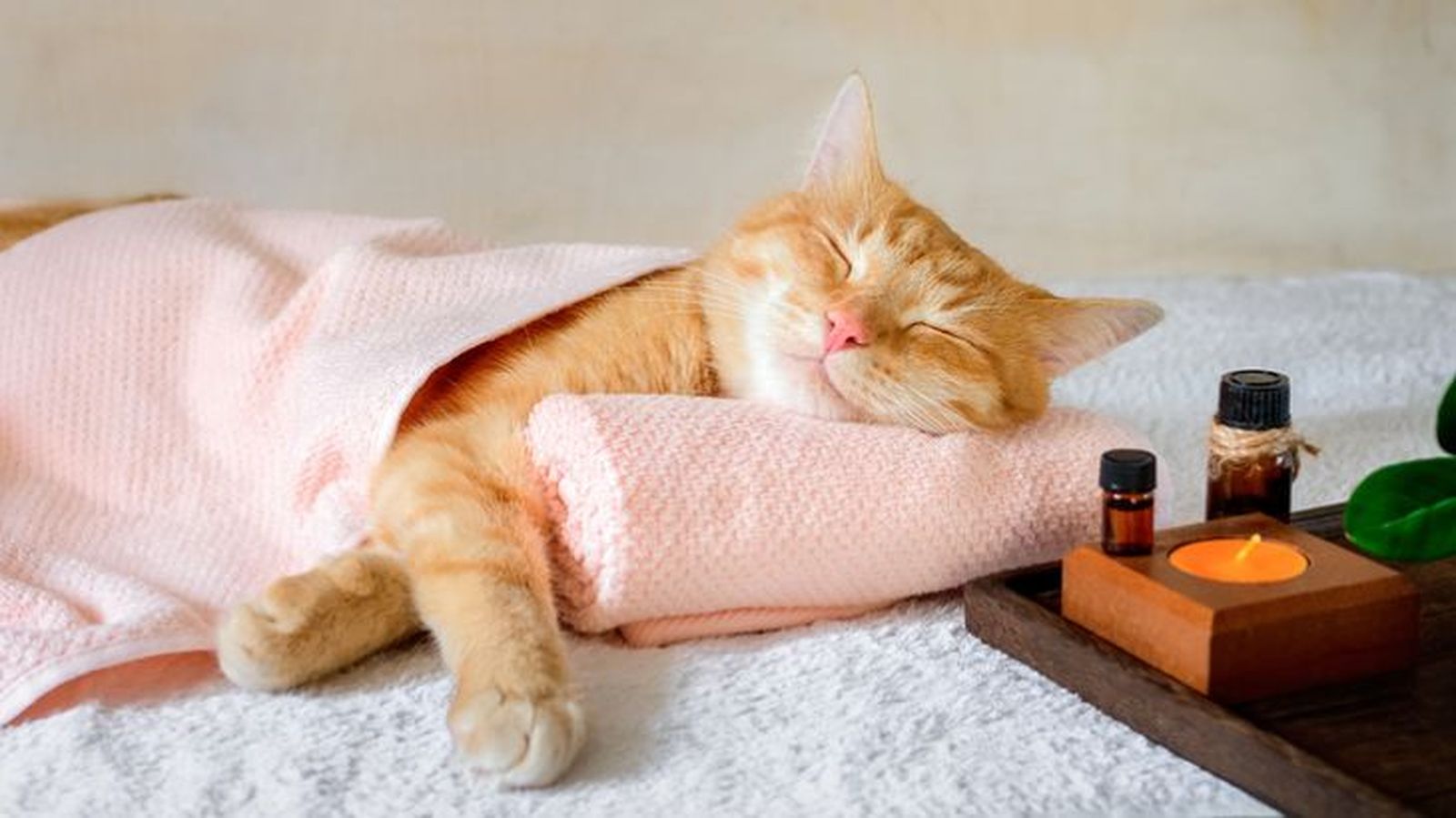 aromaterapia en gatos 3 aromaterapia en gatos 3