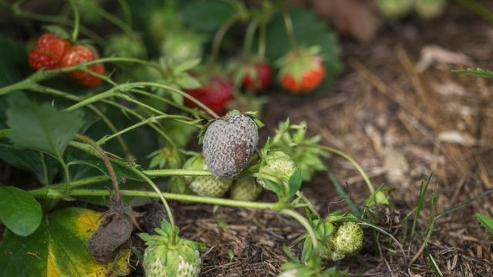 botrytis en las fresas