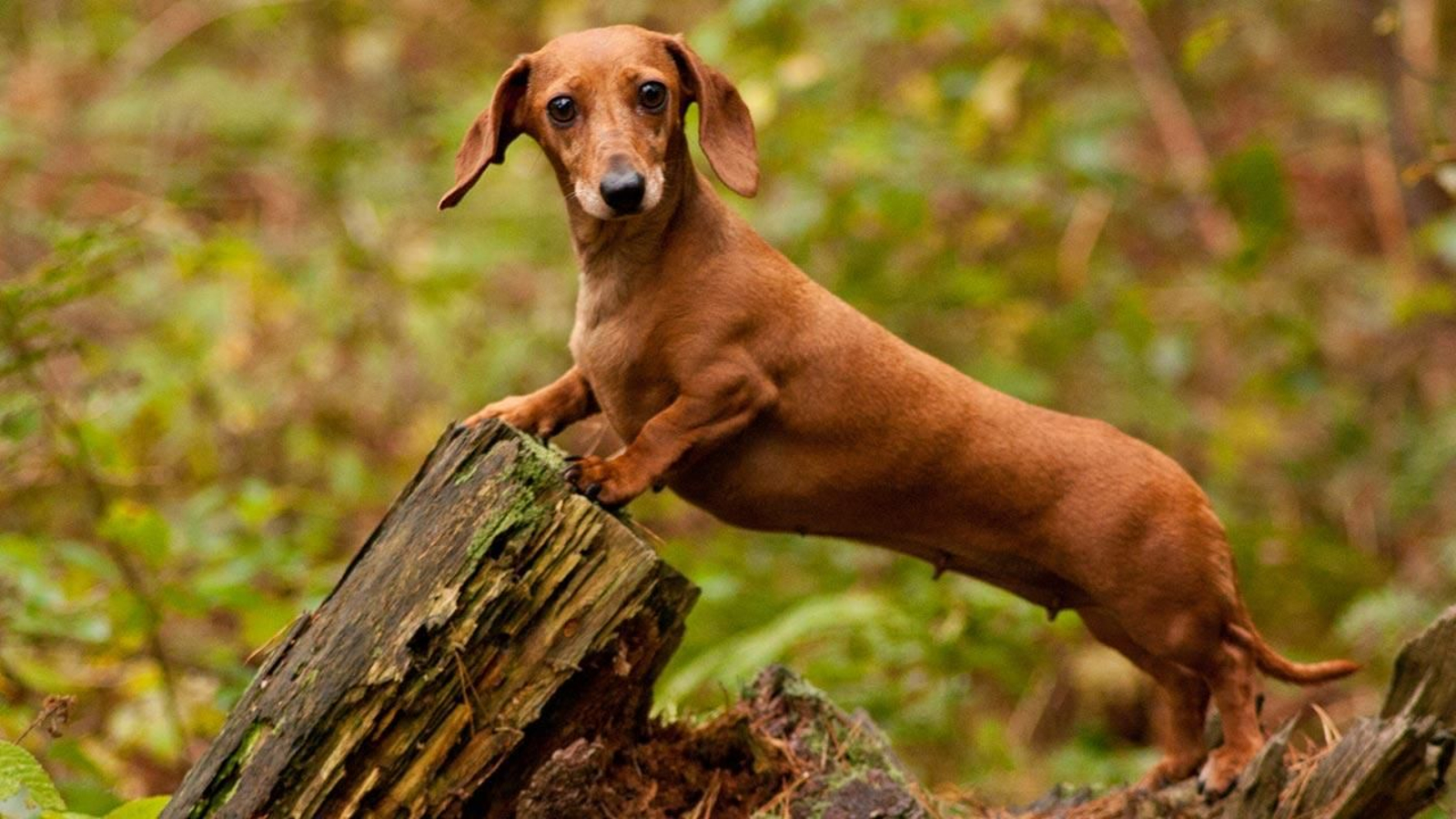razas perros pequenos 2 teckel