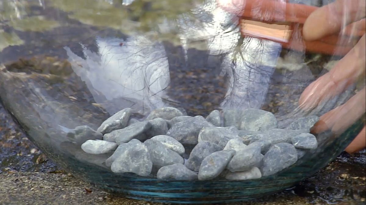 Plantar plantas carnívoras en peceras paso 1