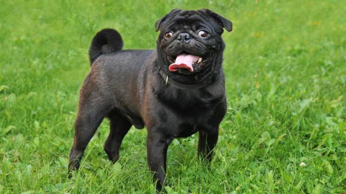 nombres para perros negros raza pug o carlino