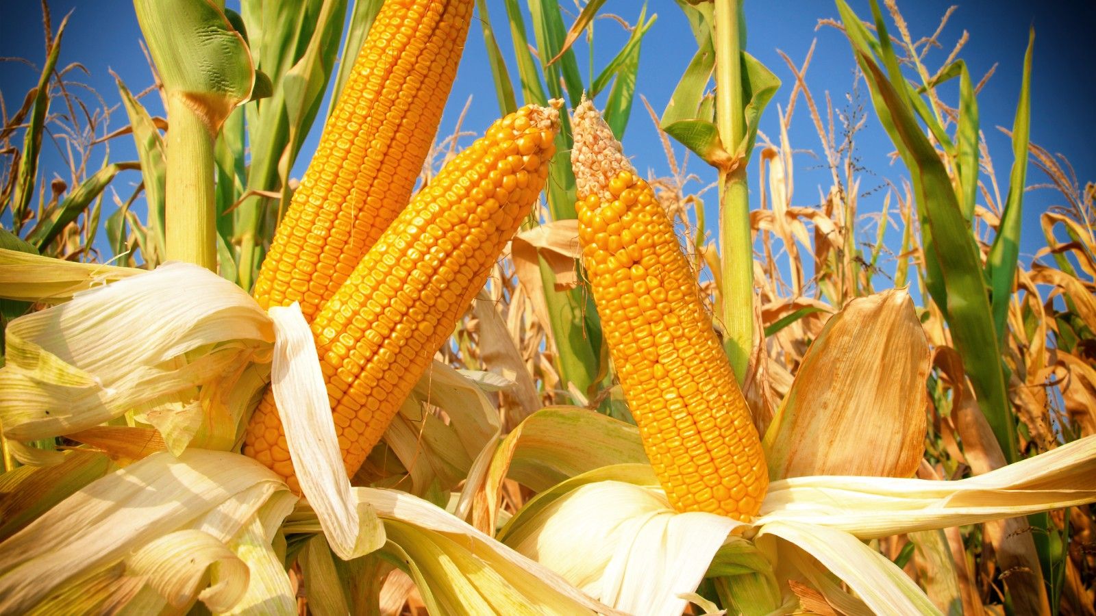 El maíz es una planta que crece con facilidad y rapidez