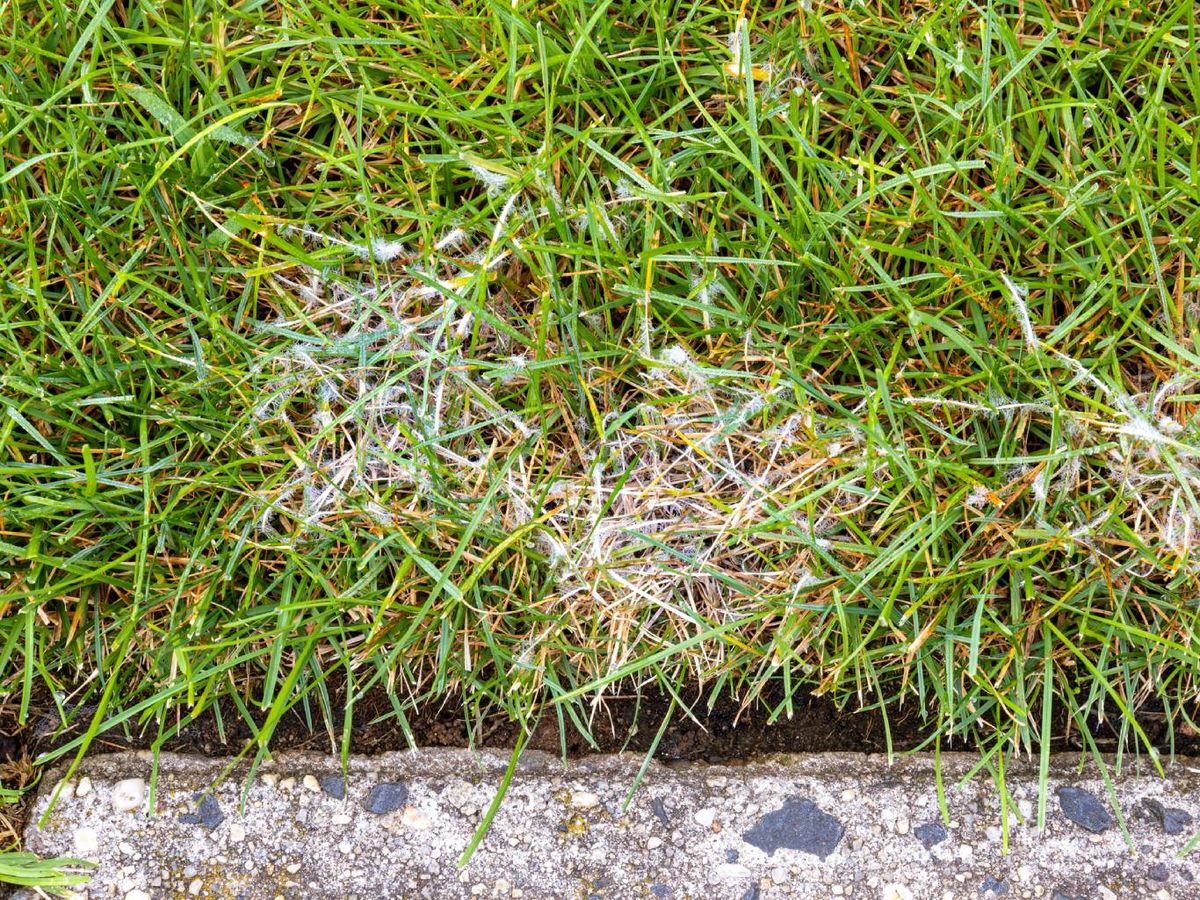 Las manchas de dólar son pequeñas y claras, con bordes rojizos.